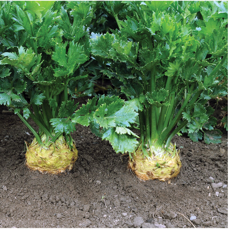 Celeriac, Brilliant, 4-Pack