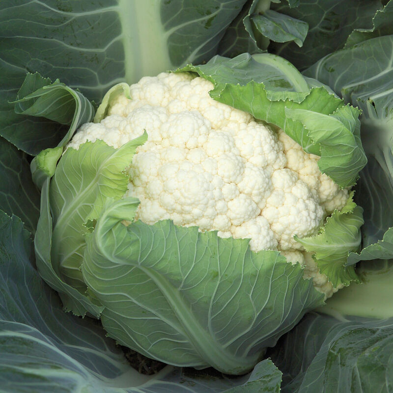 Cauliflower, Bishop, 4-Pack