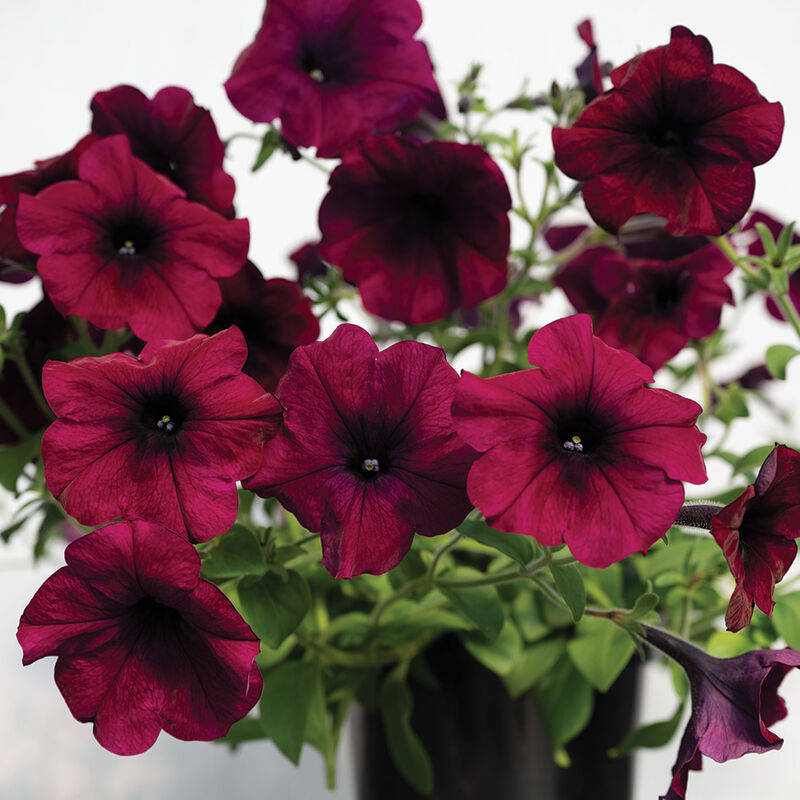 Petunia, Burgundy Velour, 4-Pack