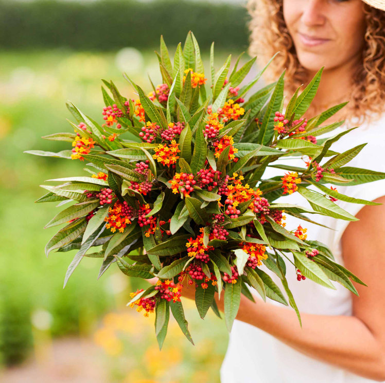 Asclepias, Bloodflower, 3" Pot