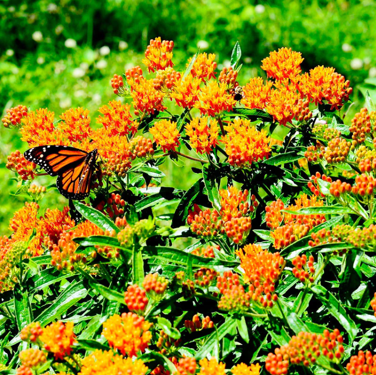 Asclepias, Butterfly Weed, 3" Pot
