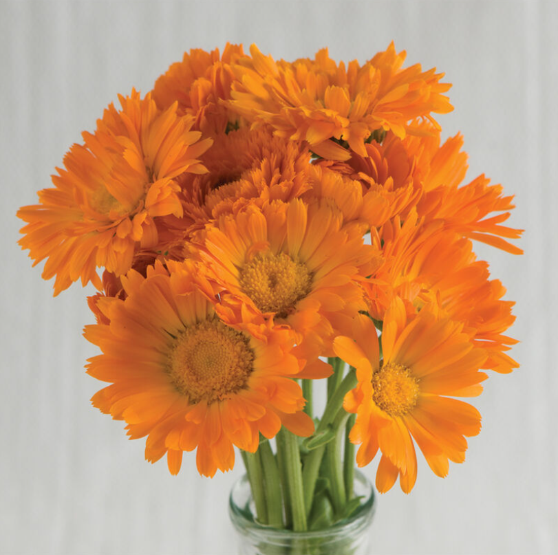Calendula, Alpha, 4-Pack