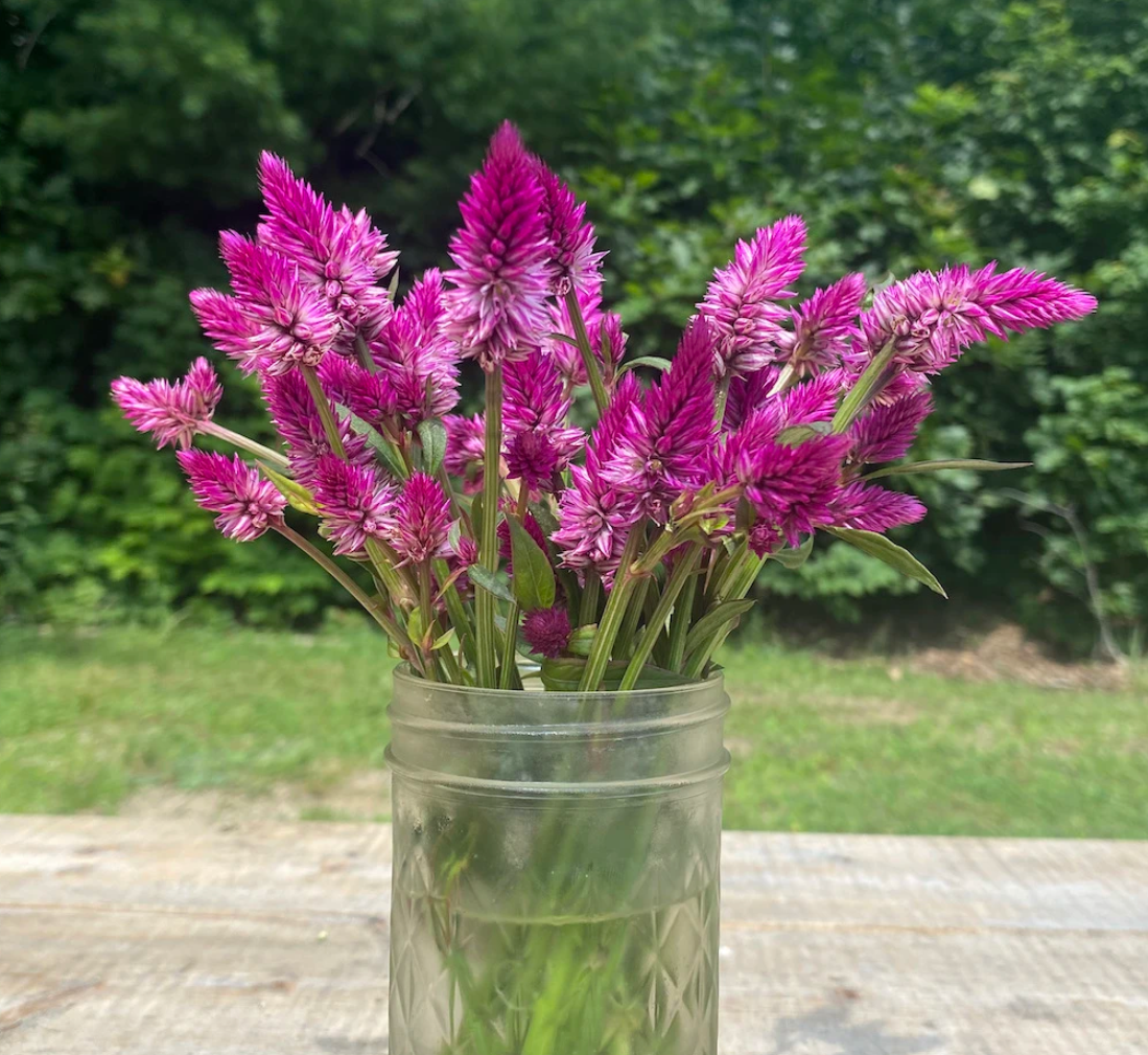 Celosia, Ruby Parfait, 4-Pack