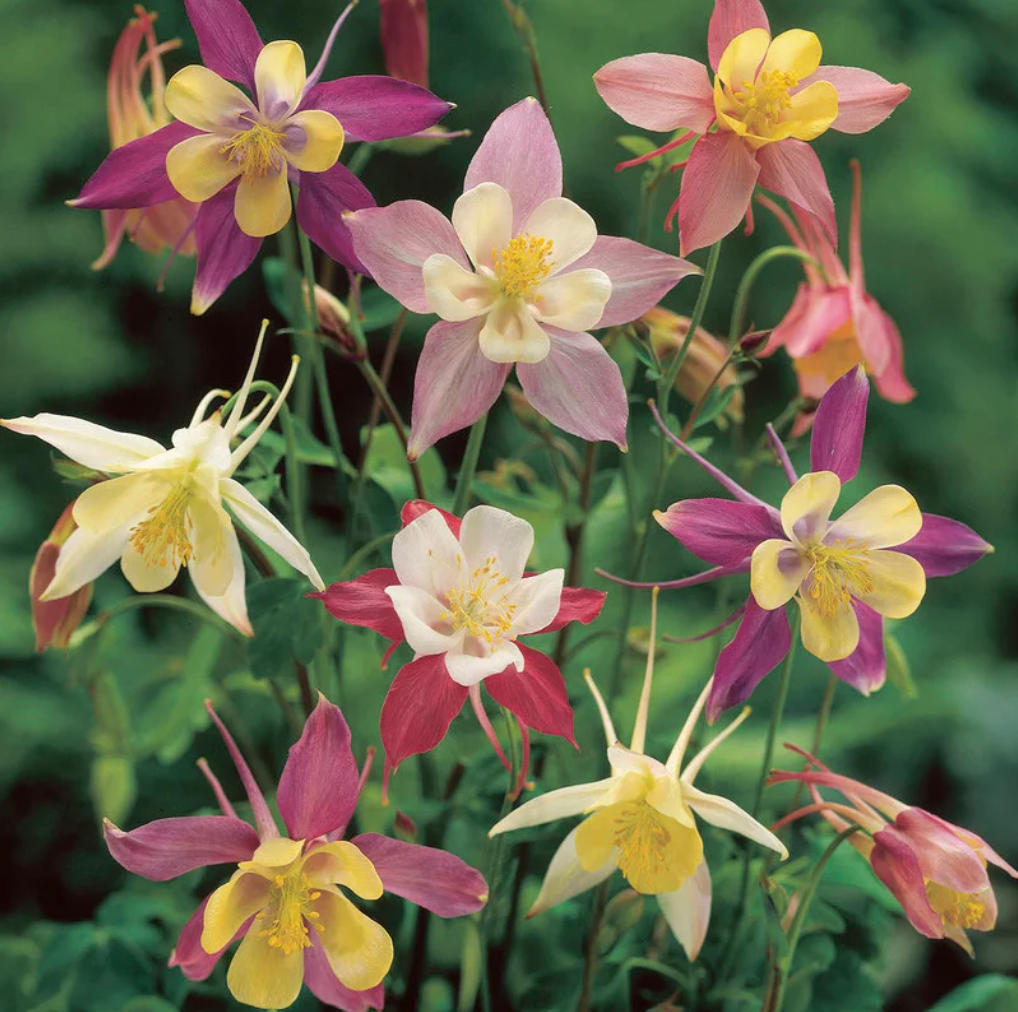 Columbine, McKana Giants, 3" Pot