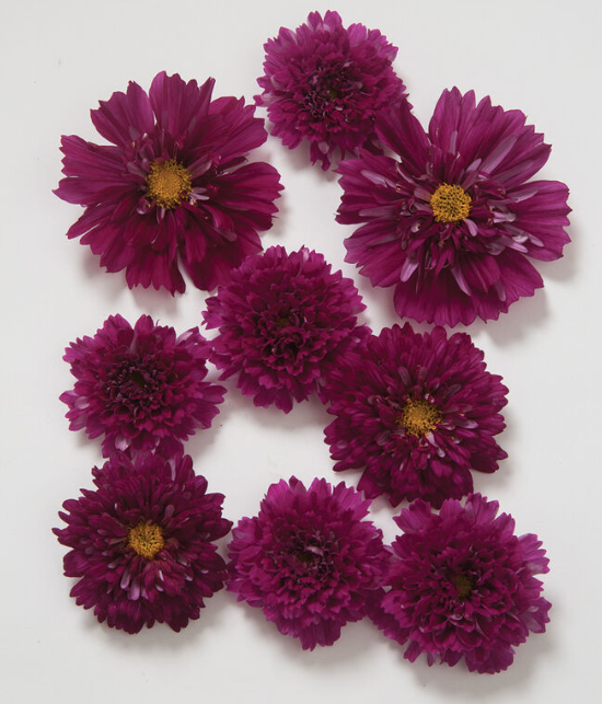 Cosmos, Double Click Cranberries, 4-Pack