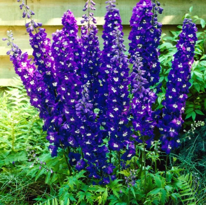 Delphinium, Dark Blue White Bee, 3" Pot