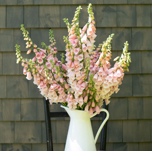 Digitalis (Foxglove), Pink Gin, 3" Pot