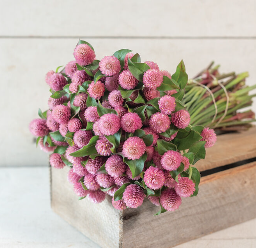 Gomphrena, Raspberry Cream, 4-Pack