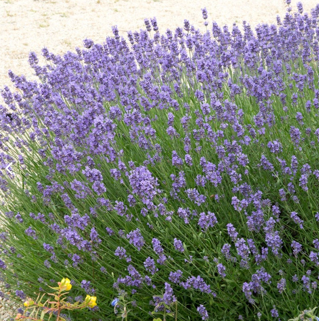 Lavender, Hidcote, 3" Pot