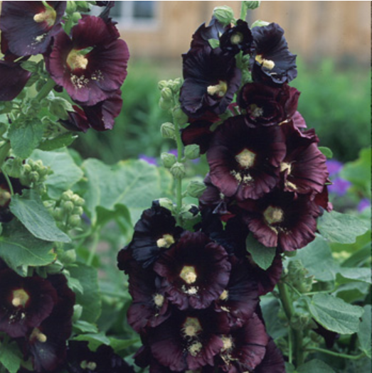 Hollyhock, Nigra, 3" Pot