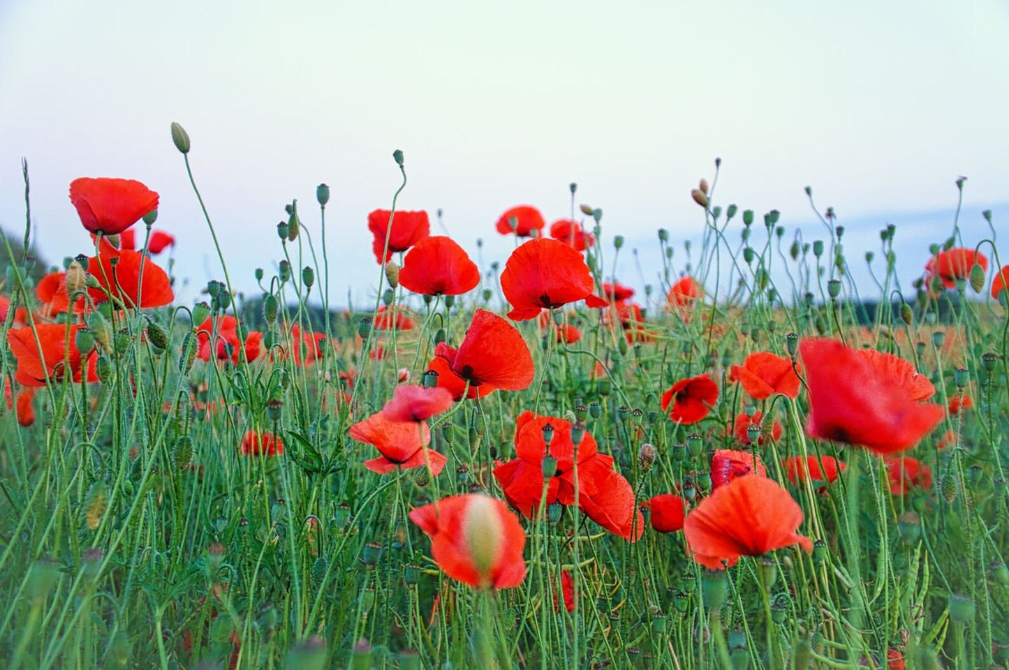 Poppy, Classic Red Corn Poppy, 4-Pack
