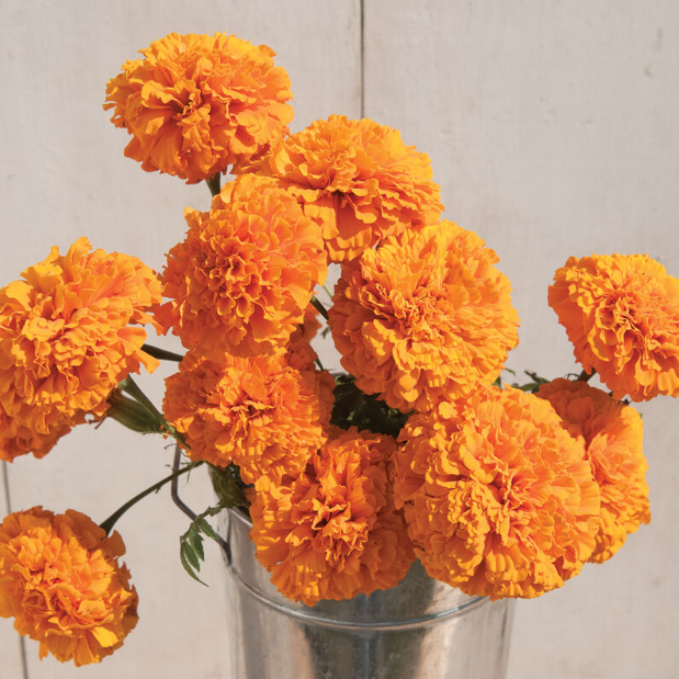 Marigold, Giant Orange, 4-Pack