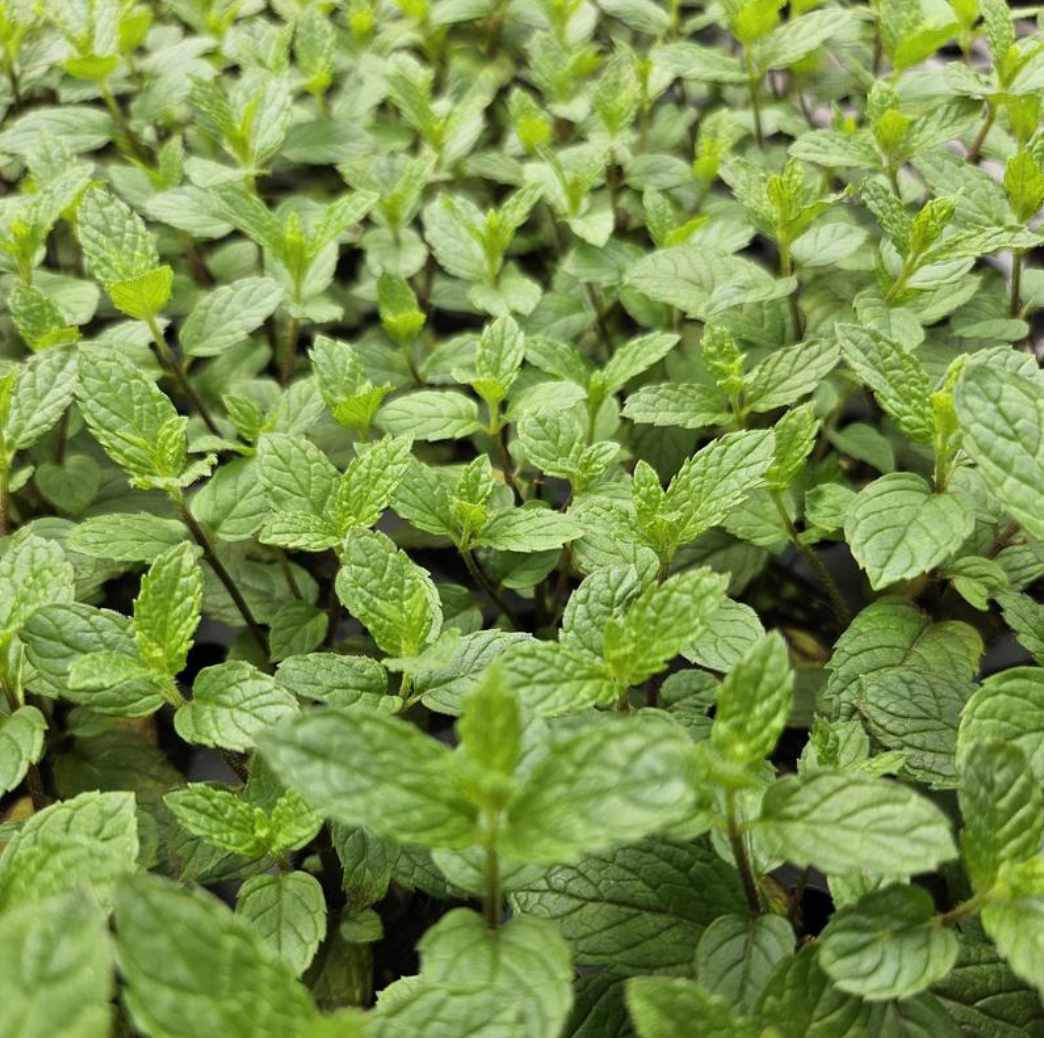 Mint, Julep, 3" Pot