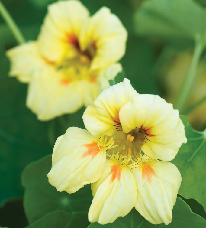 Nasturtium, Peach Melba, 4-Pack
