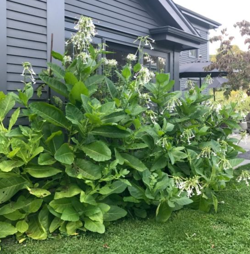Nicotiana, Only The Lonely, 4-Pack