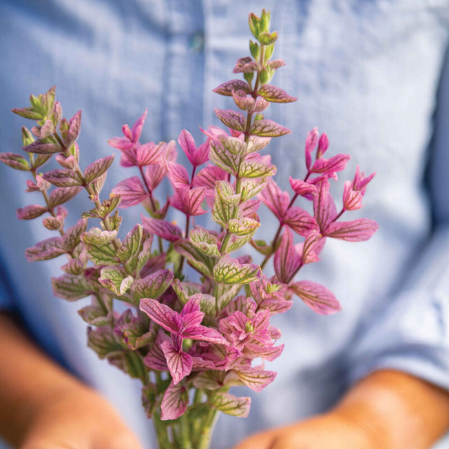Salvia, Pink Sundae, 4-Pack