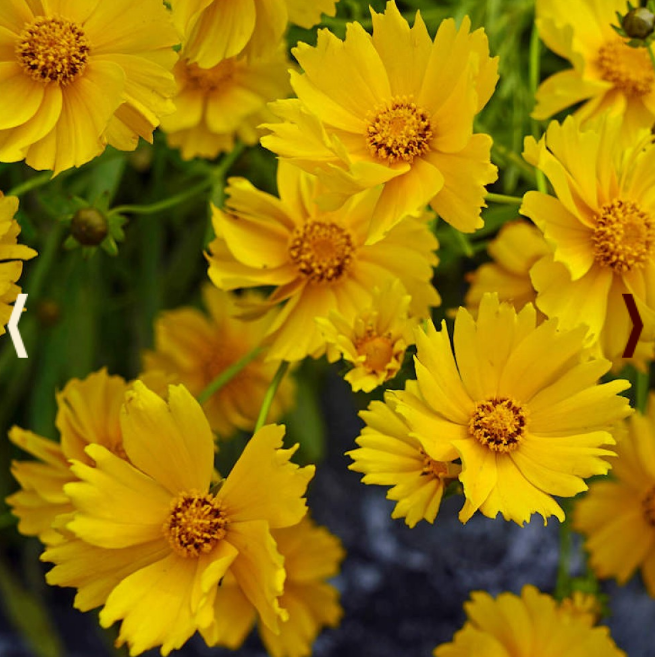 Coreopsis, Sand Coreopsis, 3" Pot