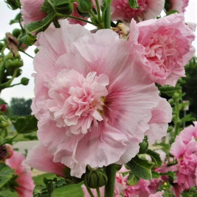 Hollyhock, Summer Carnival Pink, 3" Pot