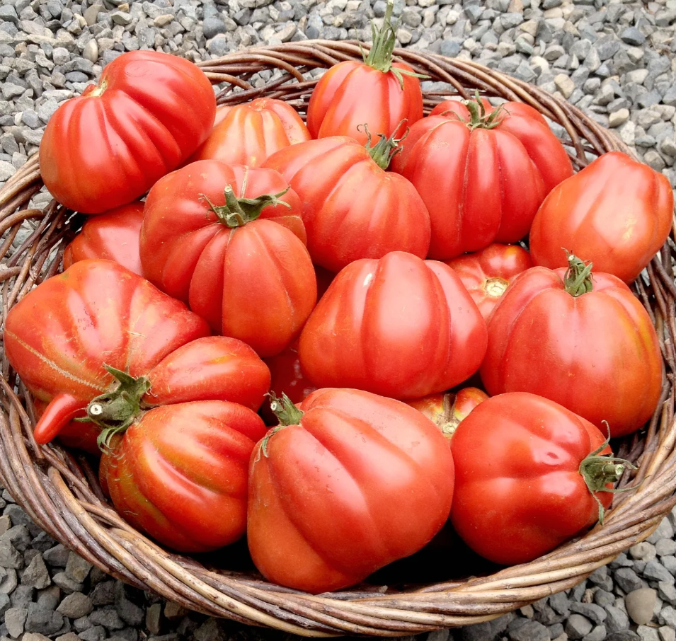 Tomato, Heirloom, Cuor di Bue Albenga, 3" Pot