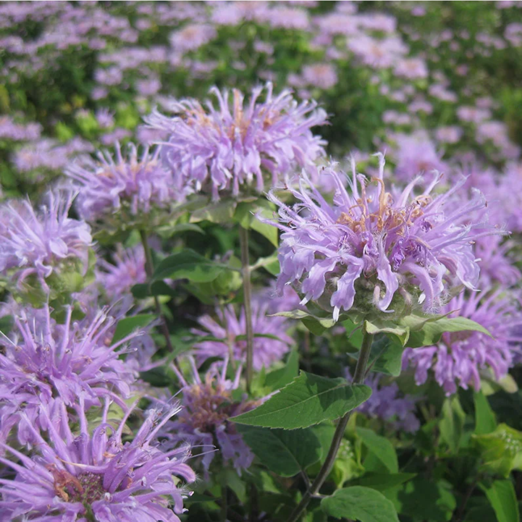 Bee Balm, Wild Bergamot, 3" Pot