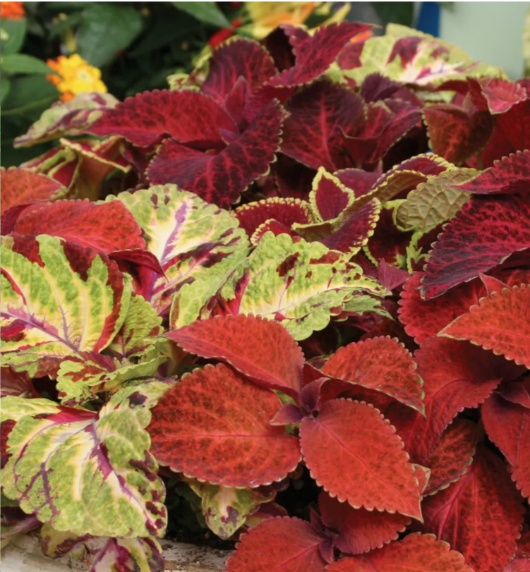Coleus, Wizard, 4-Pack