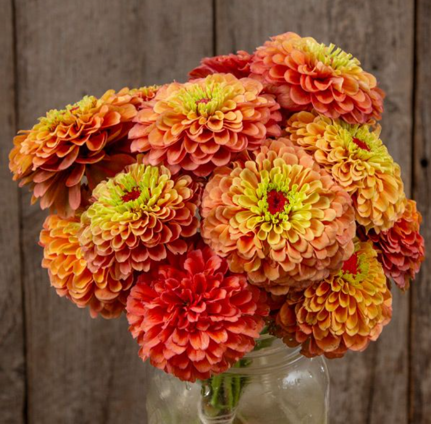 Zinnia, Queeny Lime Orange, 3" Pot