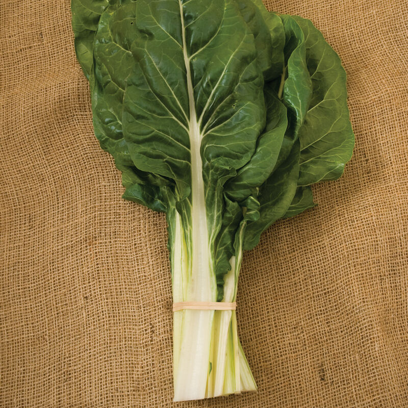 Swiss Chard, Fordhook Giant, 4-Pack