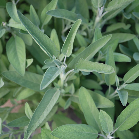 Sage, Extrakta, 3" Pot