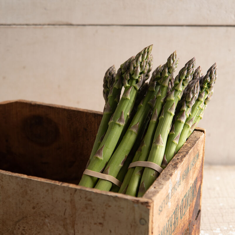 Asparagus, Millennium, 3" Pot