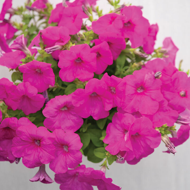 Petunia, Neon Pink, 4-Pack