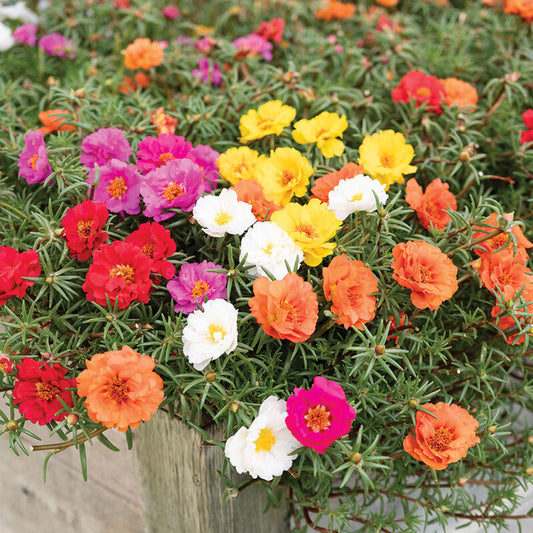 Portulaca, Happy Trails Mix, 4-Pack