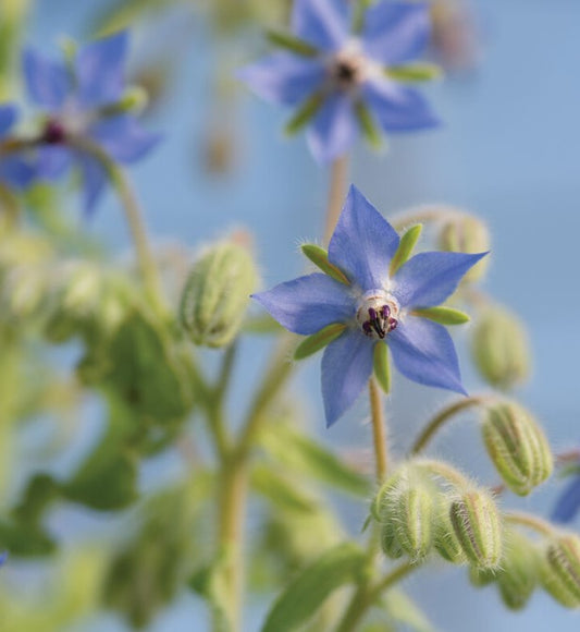 Borage, 3" Pot