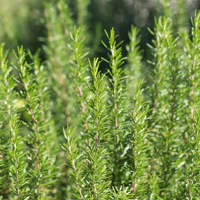 Rosemary, Barbecue, 3" Pot
