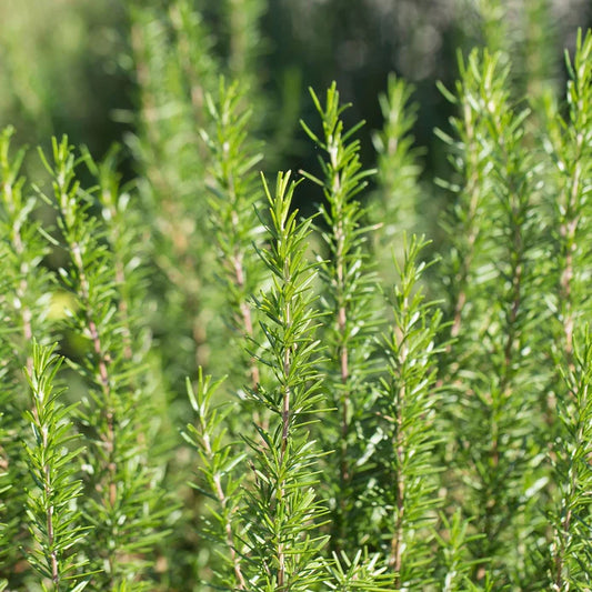Rosemary, Barbecue, 3" Pot