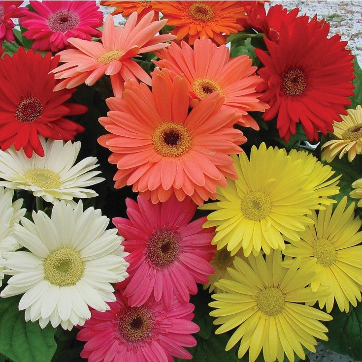 Gerbera Daisy, Gerbera Mix, 4-Pack