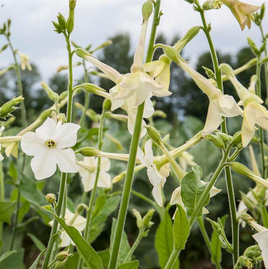 Nicotiana, Jasmine, 4-Pack