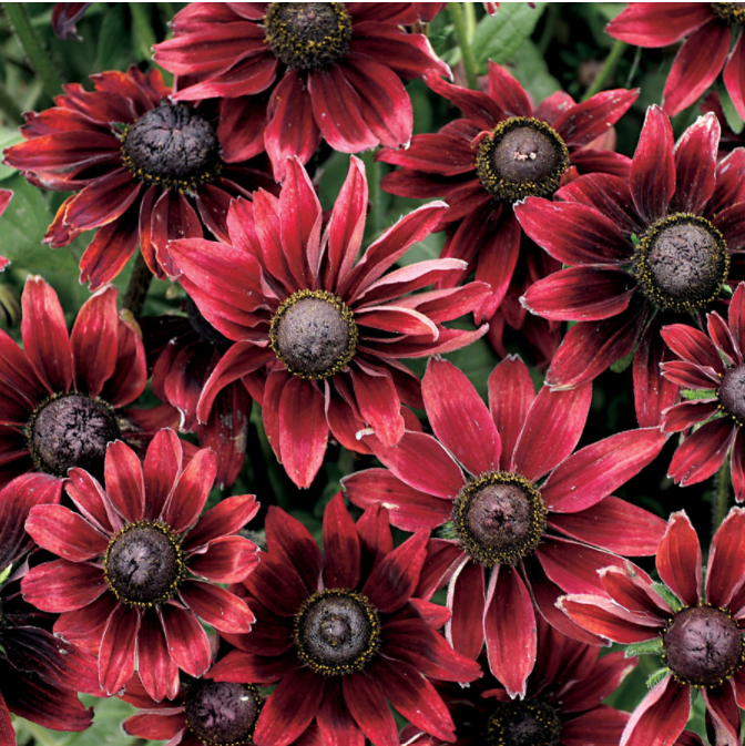 Rudbeckia, Cherry Brandy, 3" Pot
