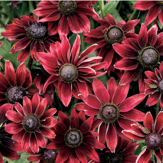 Rudbeckia, Cherry Brandy, 3" Pot