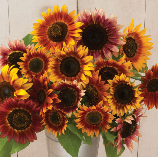 Sunflower, Autumn Beauty, 3" Pot