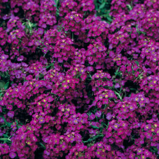 Alyssum, Wonderland Deep Purple, 4-Pack