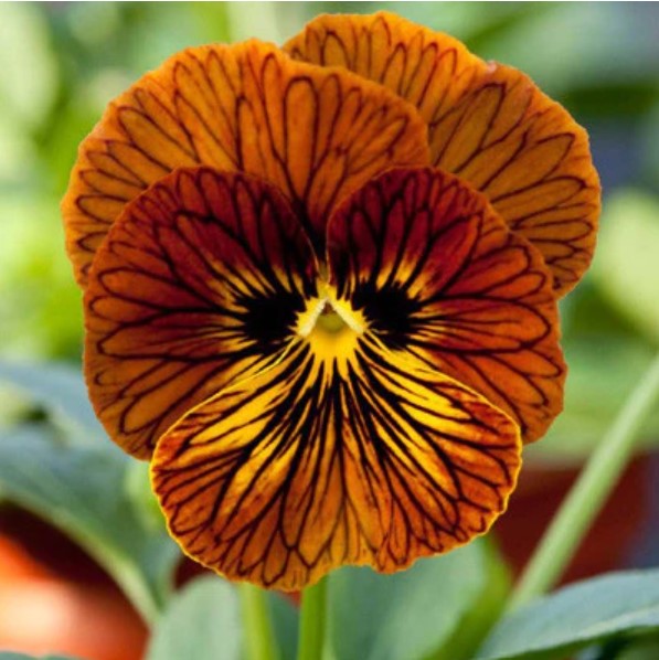 Pansy/Viola, Angel Tiger Eye Red, 4-Pack