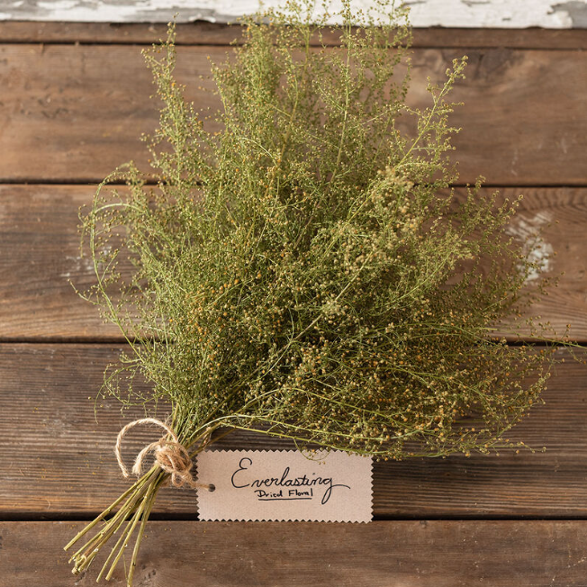 Artemisia, Sweet Annie, 3" Pot