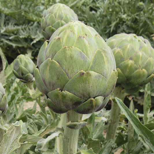 Artichoke, Wonder, 3" Pot