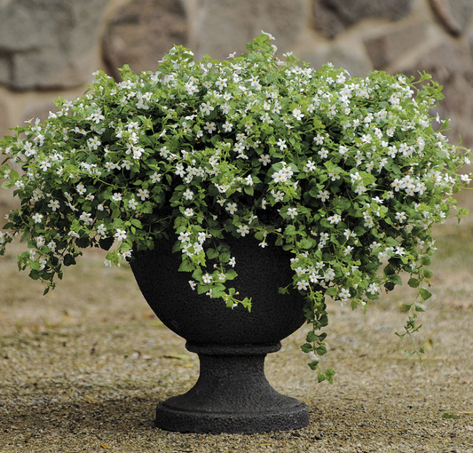 Bacopa, Snowtopia, 3" Pot