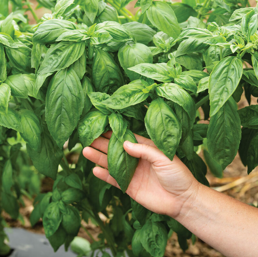 Basil, Prospera, 3" Pot