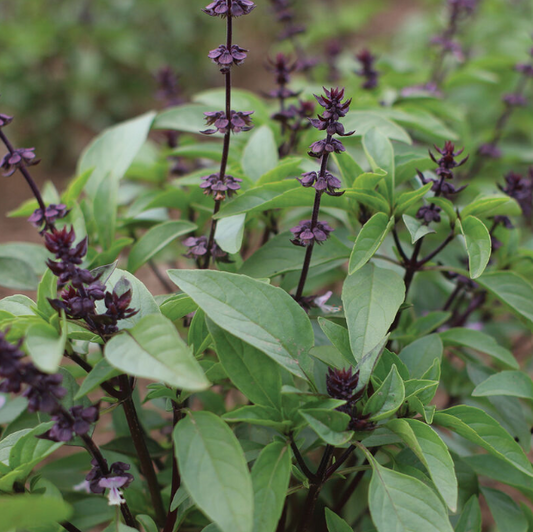 Basil, Sweet Thai, 3" Pot