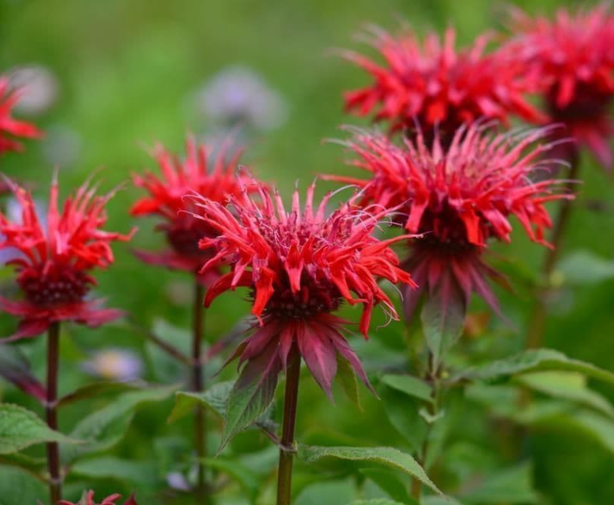 Bee Balm (Monarda), Panorama Red, 3