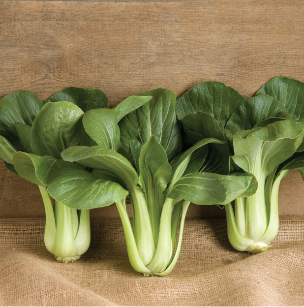 Bok Choy, Black Summer, 4Pack Bahner Farm 2025 Seedling PreOrders