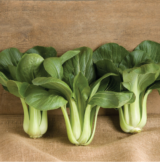 Bok Choy, Black Summer, 4-Pack