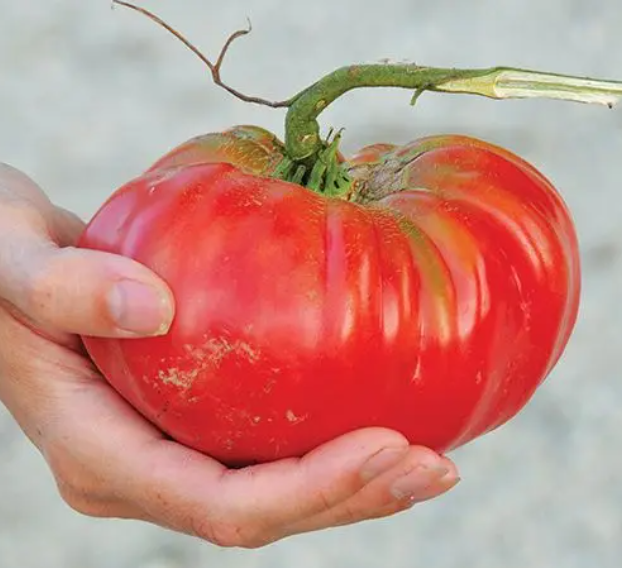 Tomato, Heirloom, Brandywine, 3" Pot